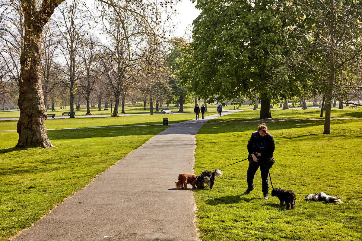 Dog walking sale park